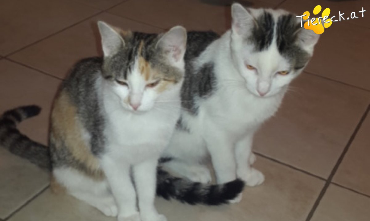 Katze Felicitas & Dali Salvador