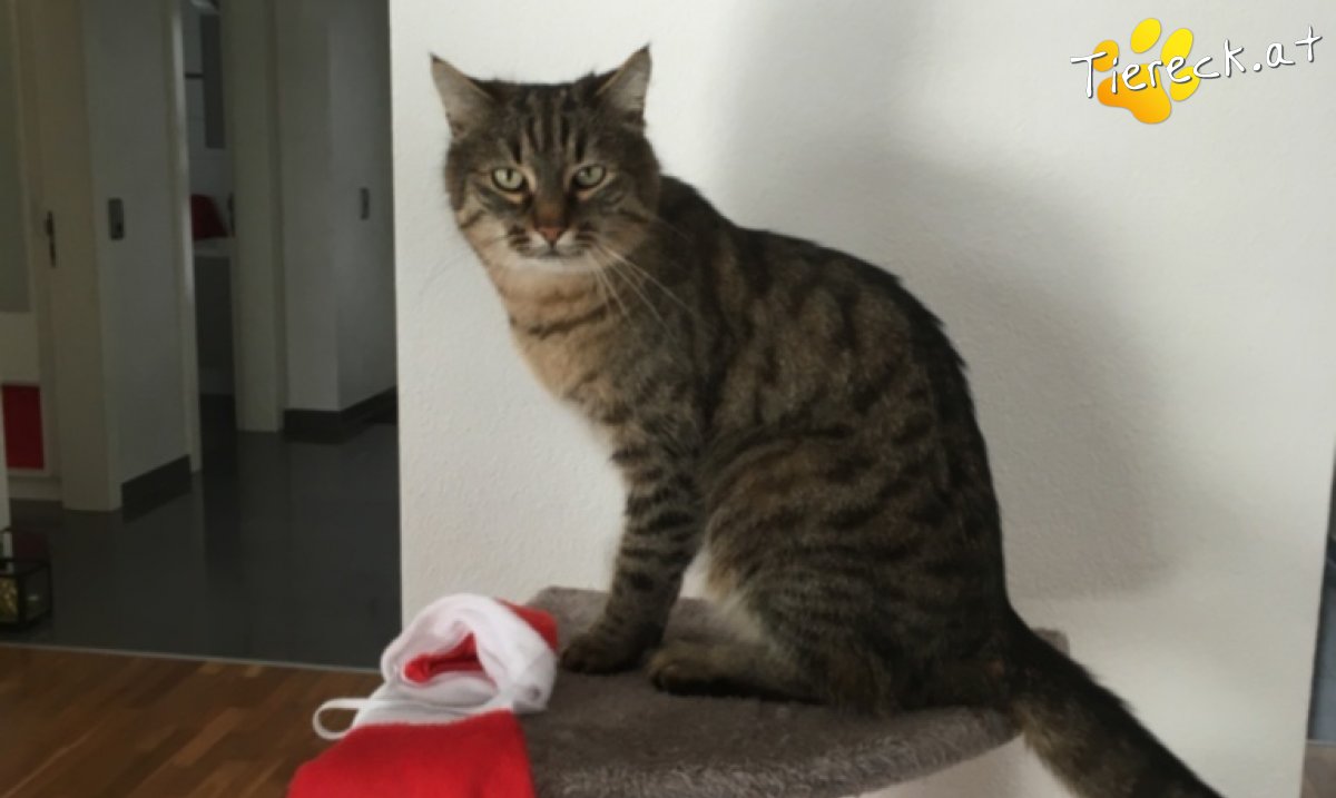 Katze Cosmo-Stinkstiefel-Perterle-Ne