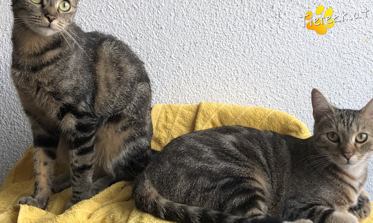 Katze Mila und Luna