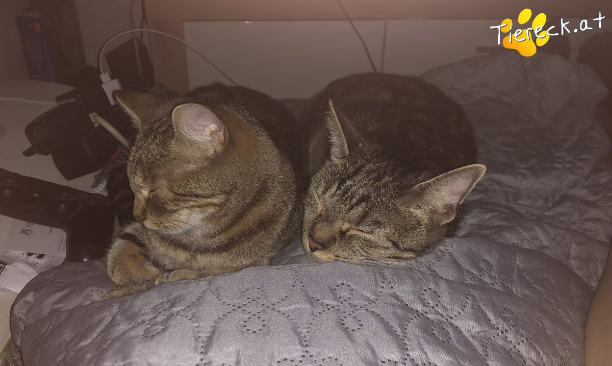 Katze Mila & Luna 