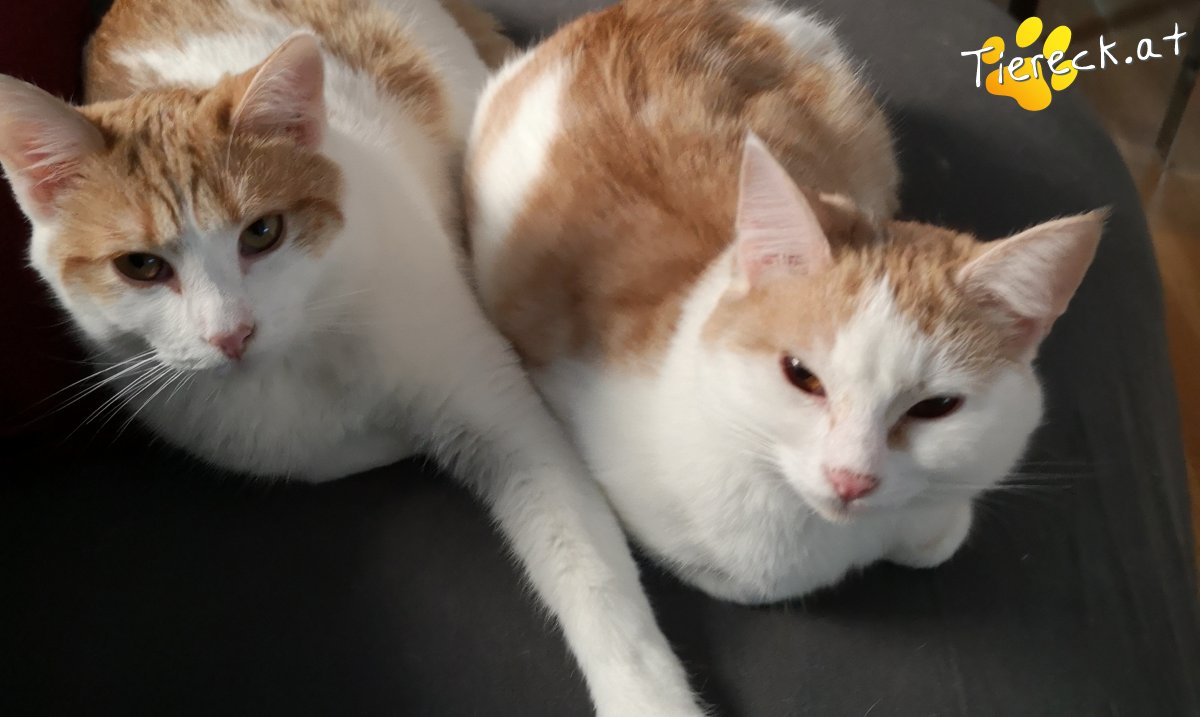 Katze Luna und Artemis 