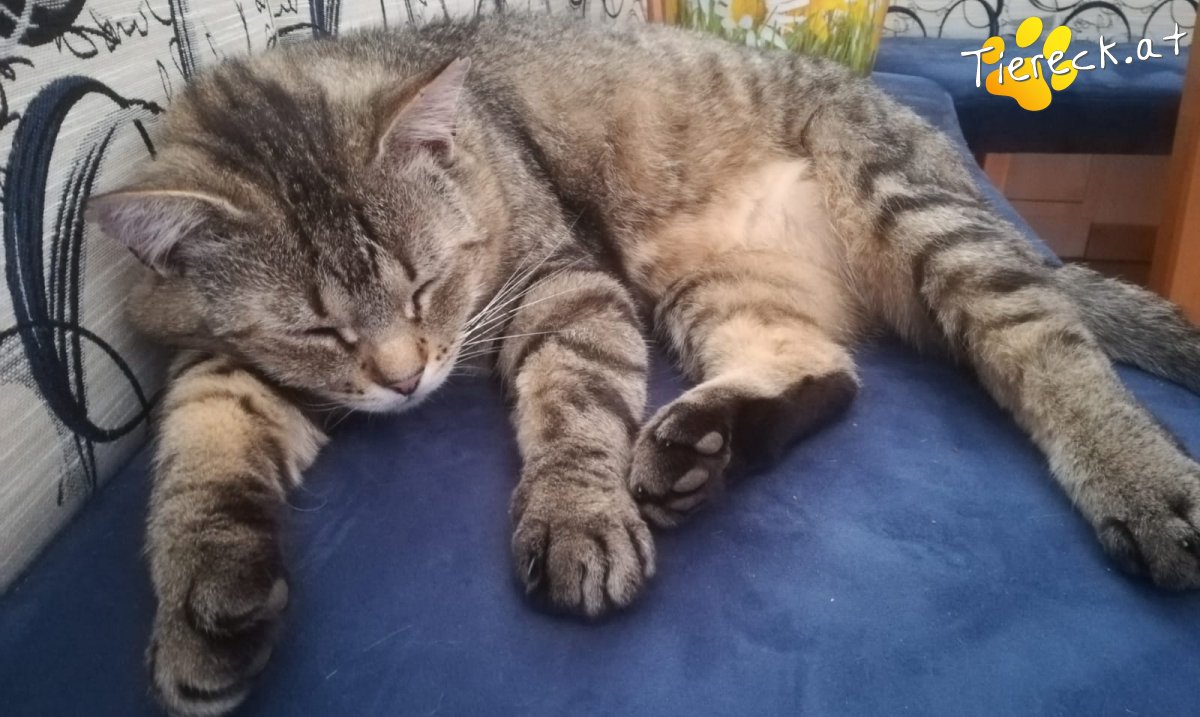 Katze Burli