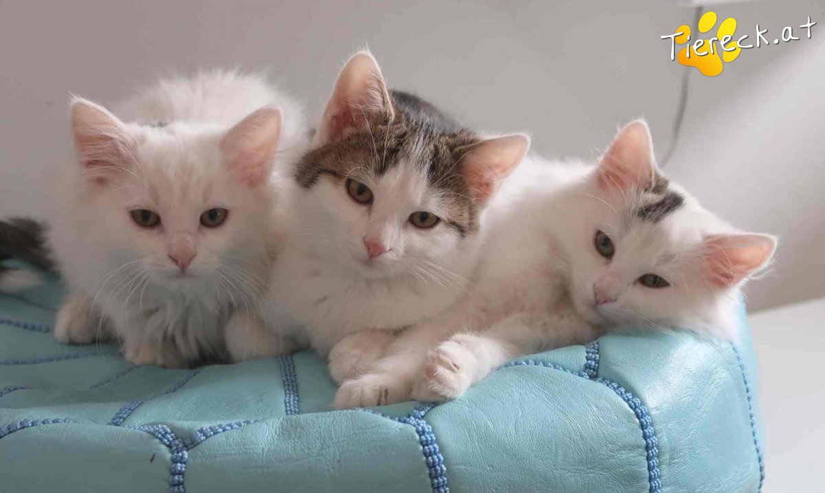 Katze Kasimir, Poppy & Zingaro