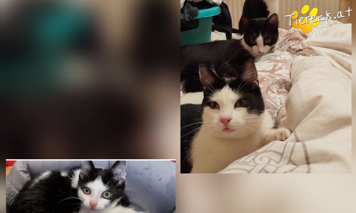 Katze Spike, Karlo, Benny und Maggie