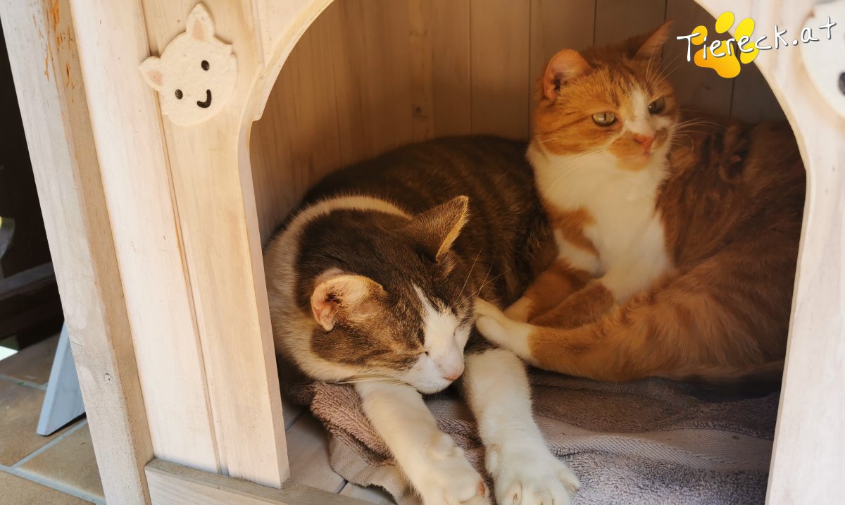 Katze Petzi und Puppi