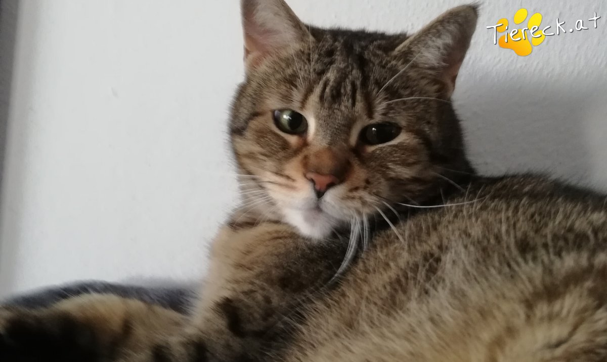 Katze Gina und Luna