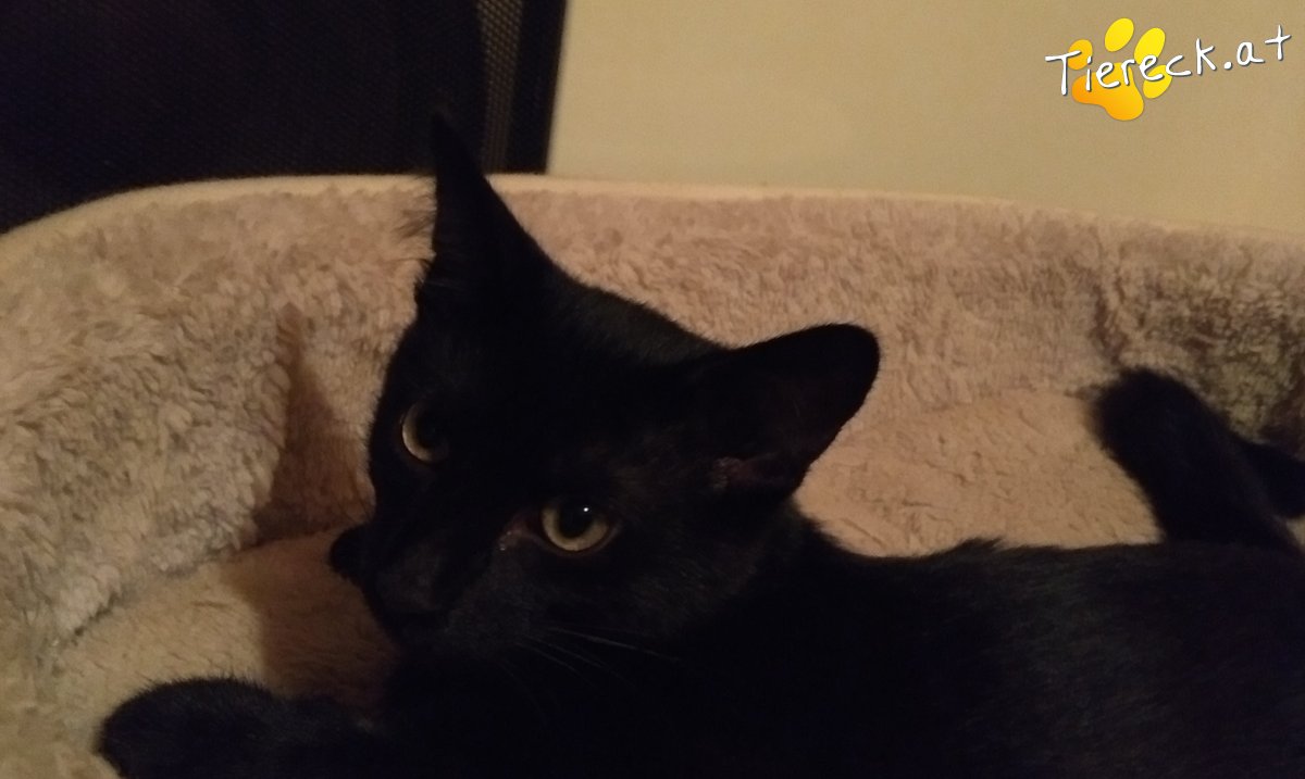 Katze Sammy Davis