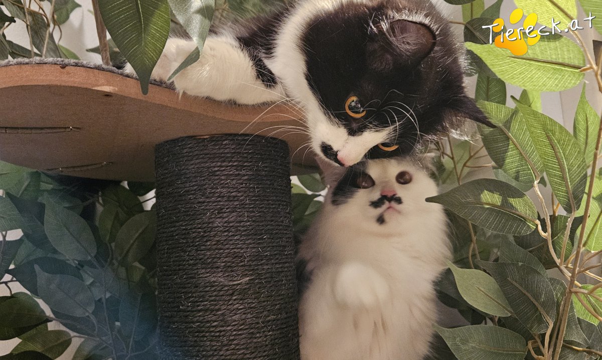 Katze Coco & Lilly