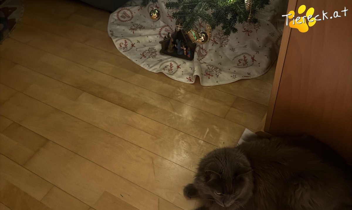 Katze Mex