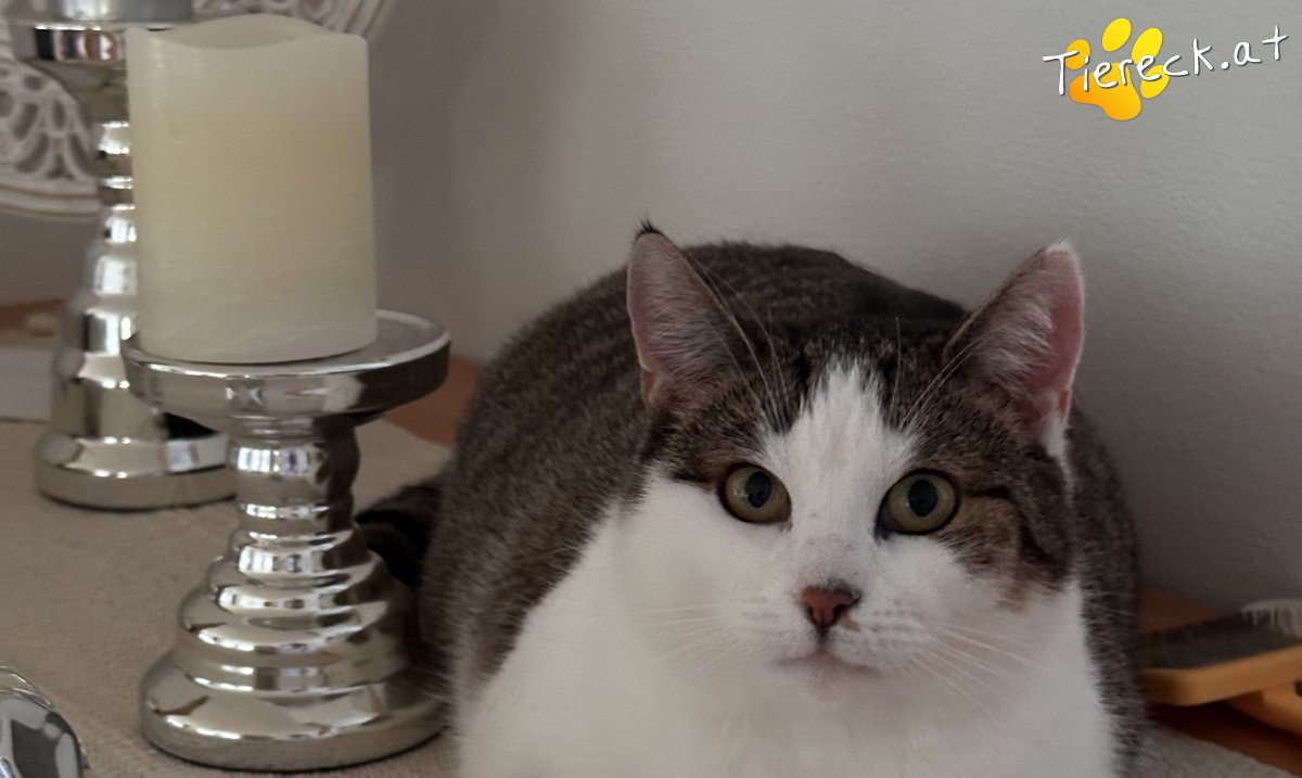 Katze Nala