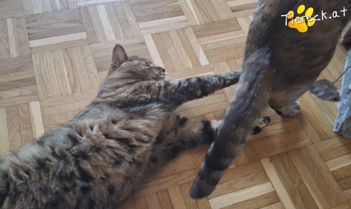 Katze Coco & Cleo