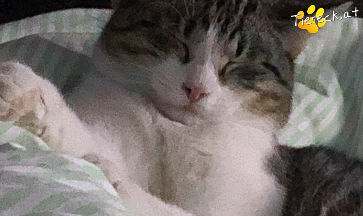 Katze Pivo und Sugar