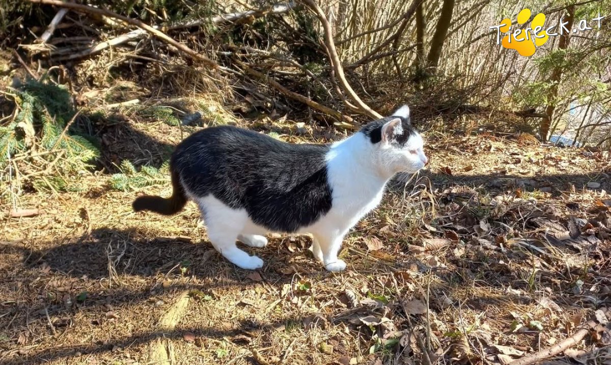 Katze Toni und Fredi