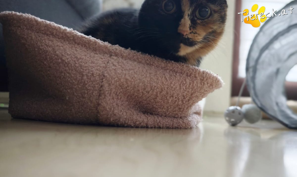 Katze Lady