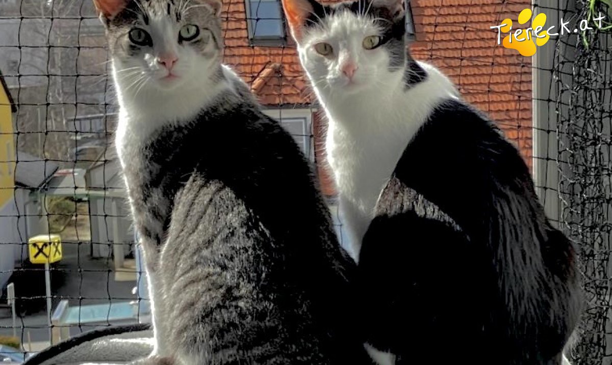 Katze Leia & Loki