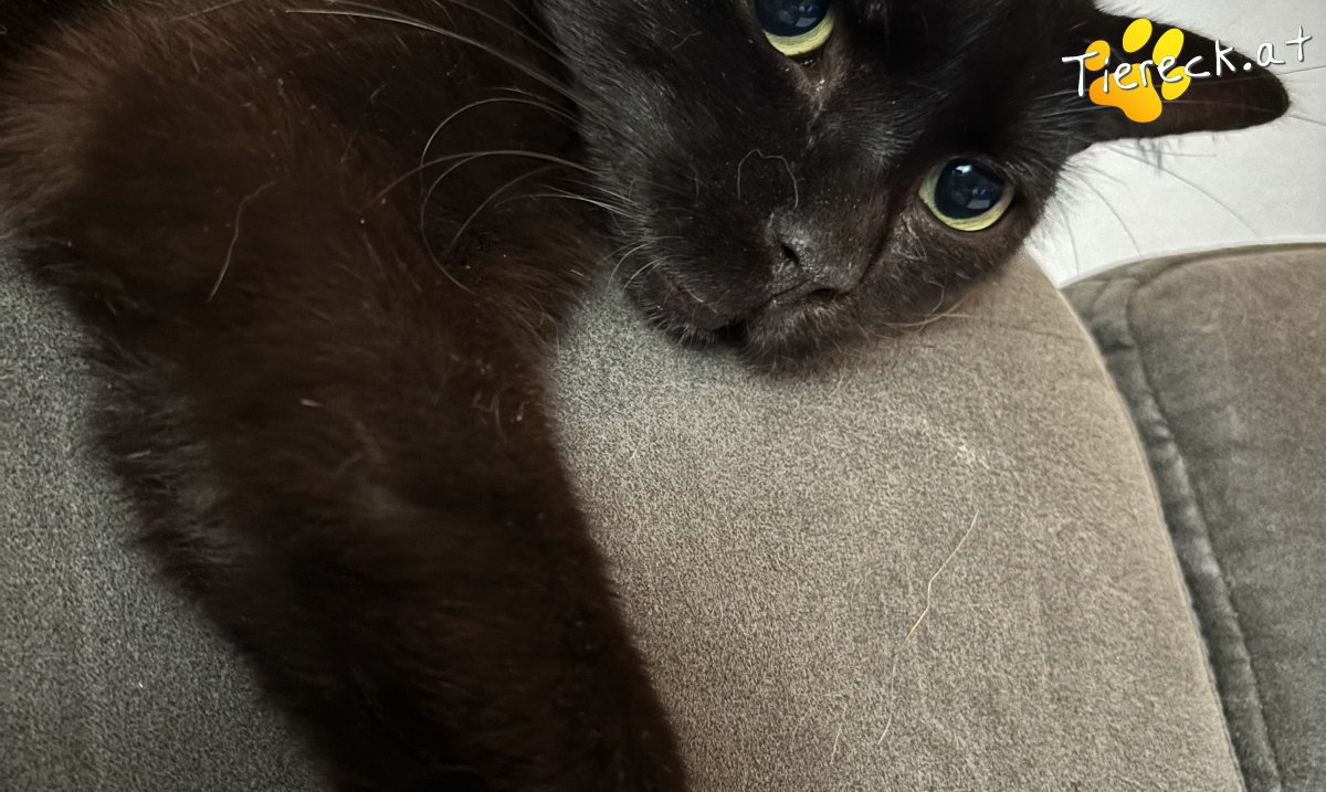 Katze Loki und Chibi