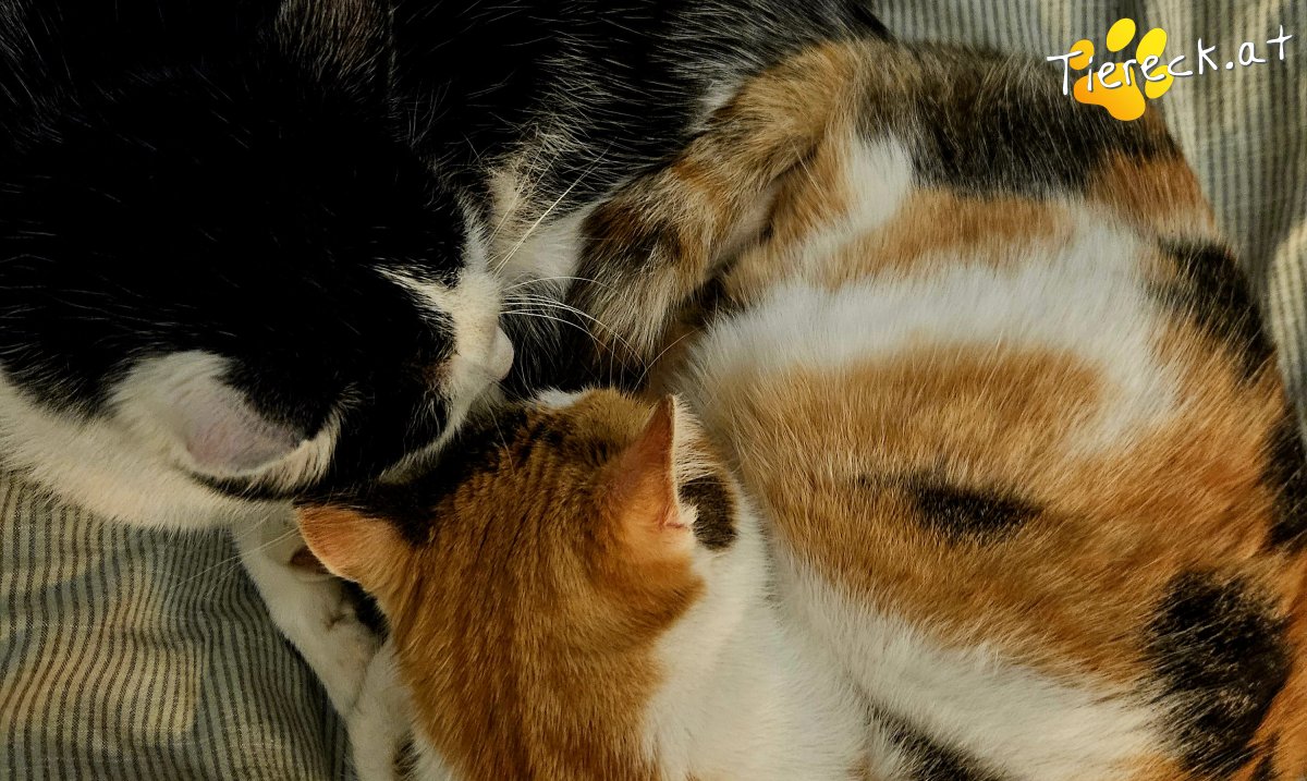 Katze Molly und Milo