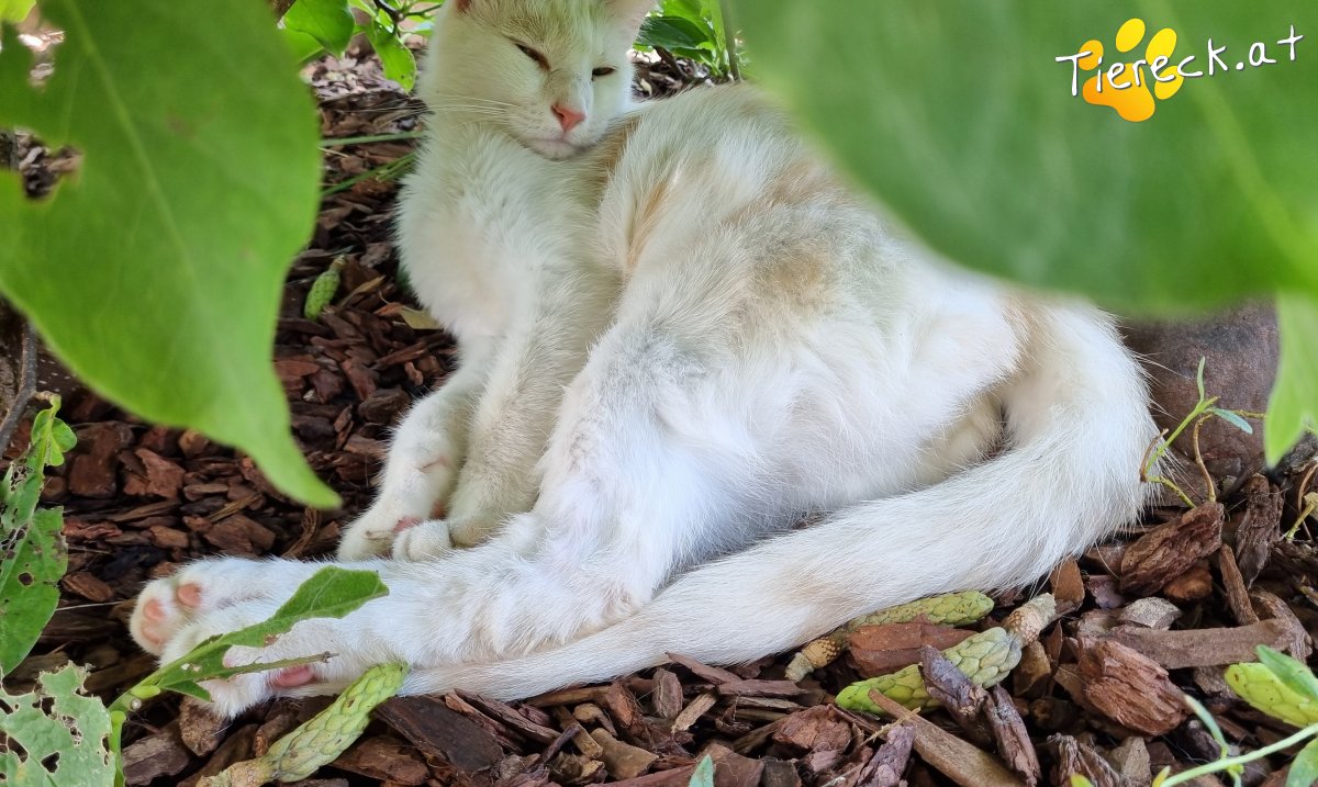 Katze Marvin und Felix