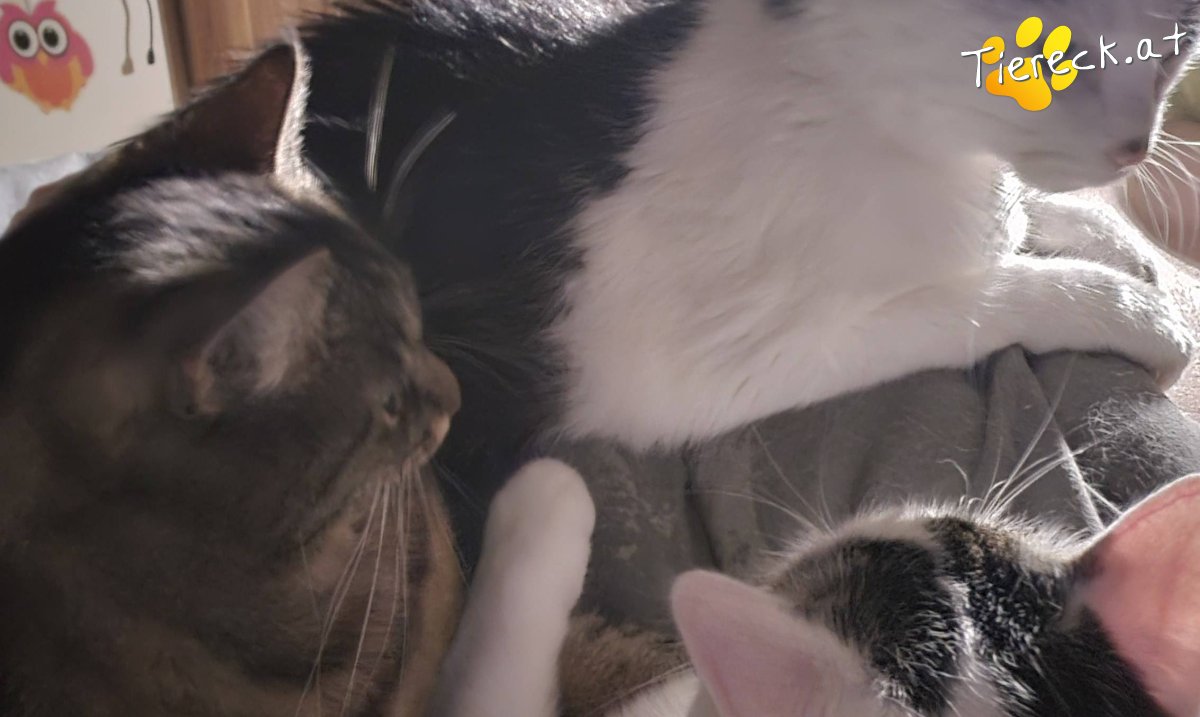 Katze Checker und Sunshine