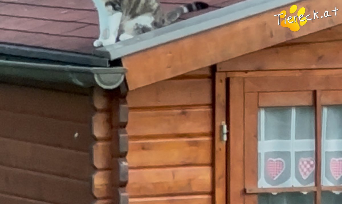 Katze Nala