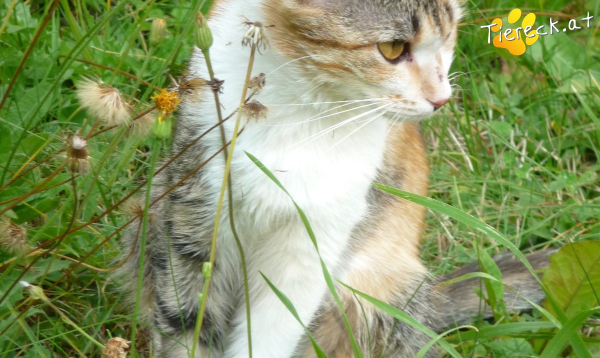 Katze Feli