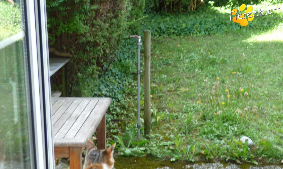 Katze Feli