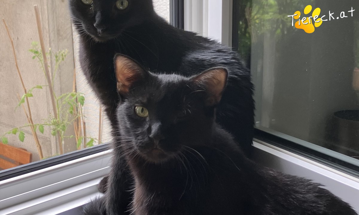 Foto von Rocket & Groot