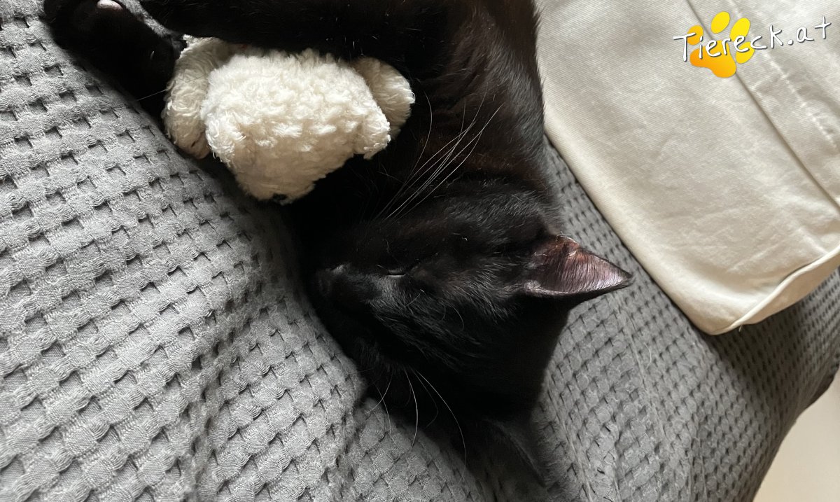 Foto von Rocket & Groot