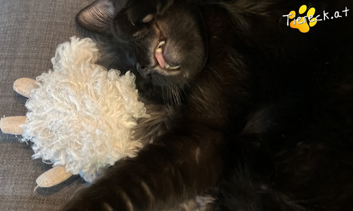 Foto von Rocket & Groot