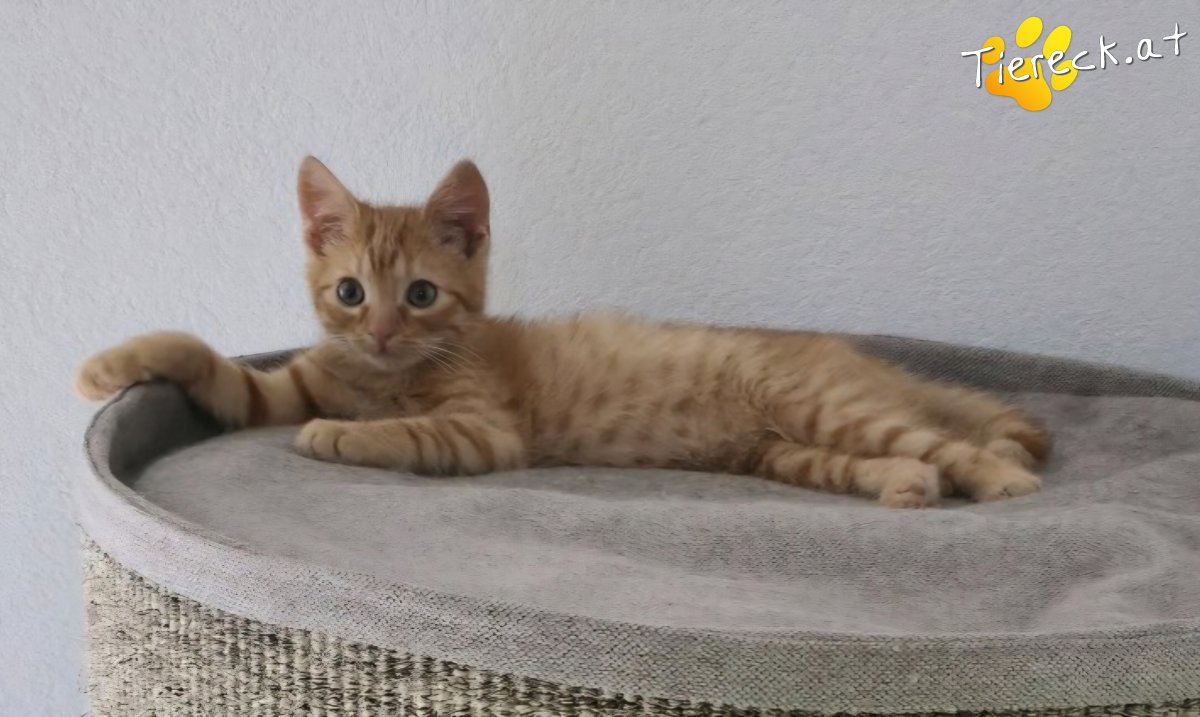 Katze CHIKO