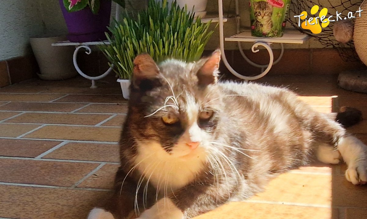 Katze Buddy