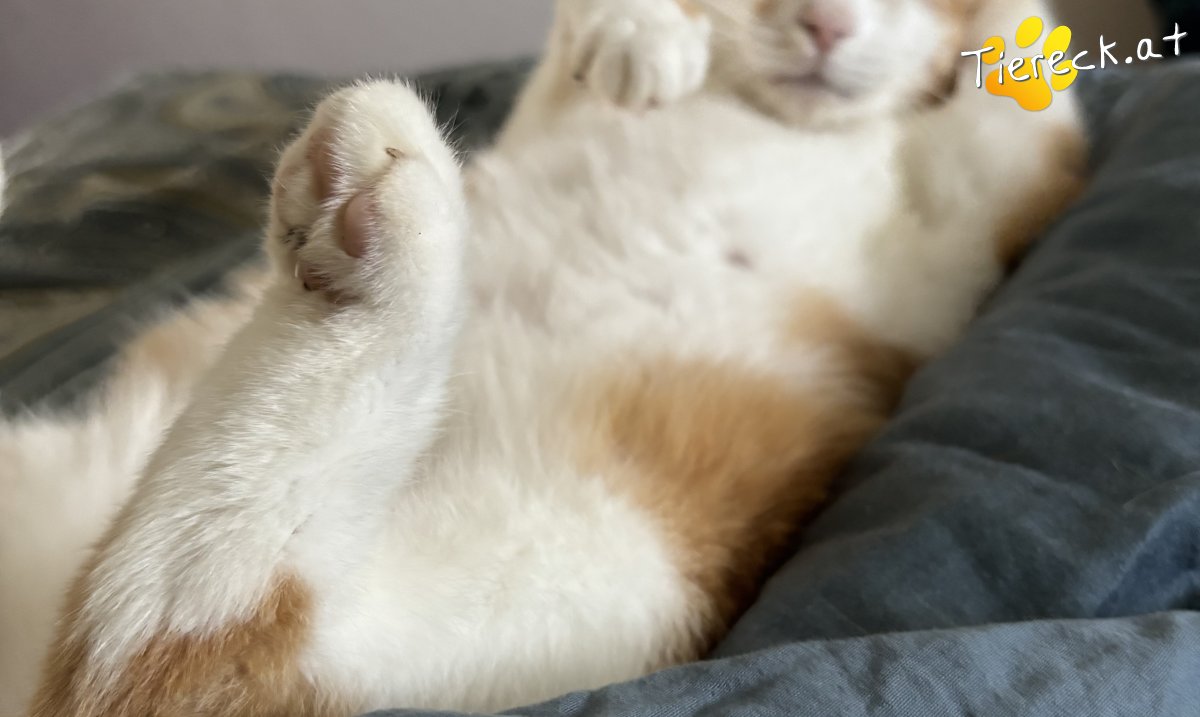 Katze Teddy 🧸 