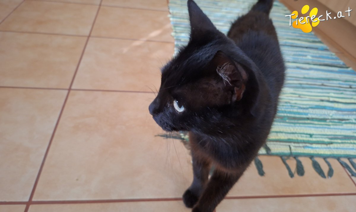 Katze Amadeus