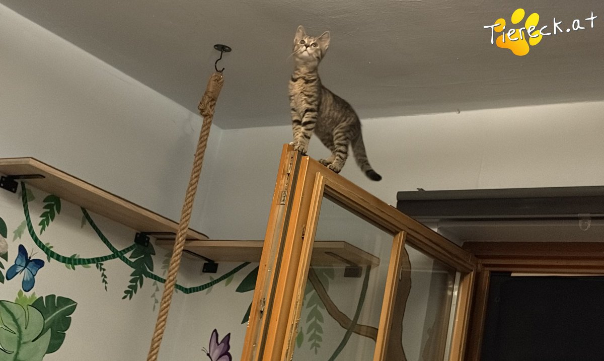 Katze Hazel