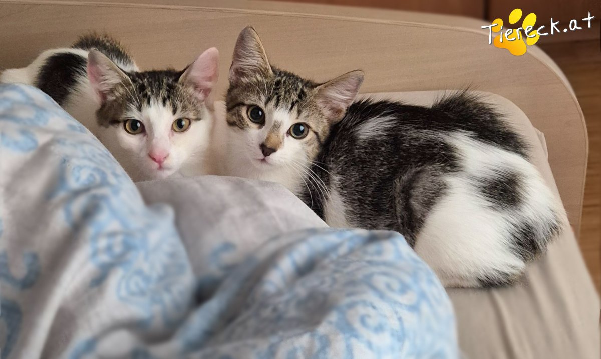 Katze Emma und Maxi