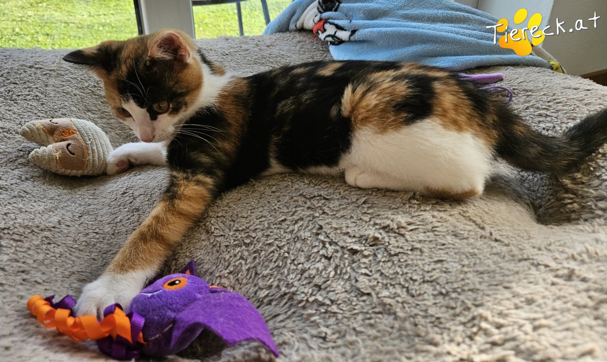 Katze Millie