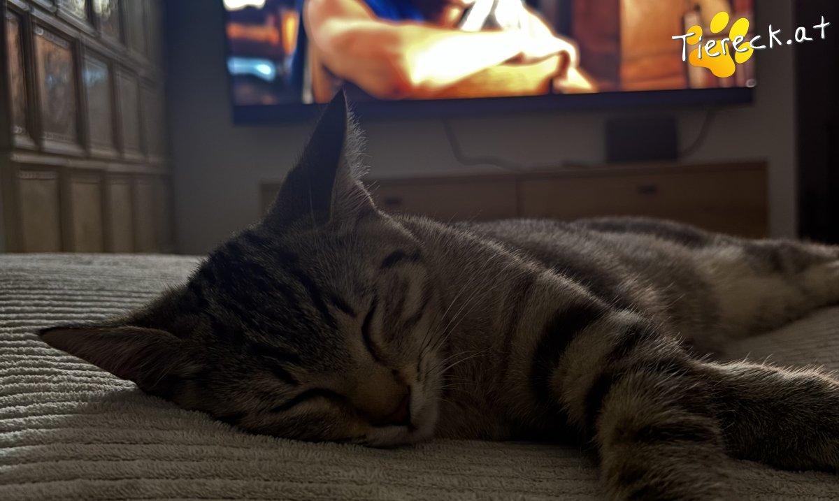 Katze Gismo und Greti